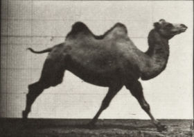 Plate 739 Bactrian camel galloping — figure reference